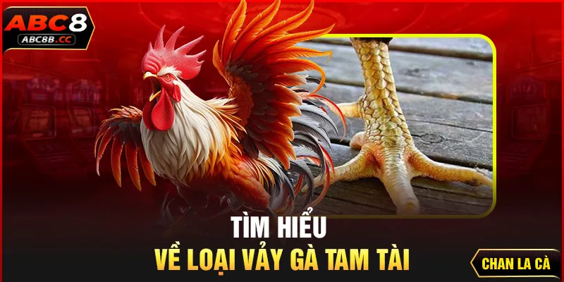 Tìm hiểu về loại vảy gà tam tài